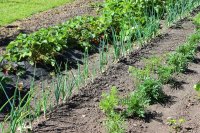 How to Grow Onions At Home: Onion Growing Guide for Beginners